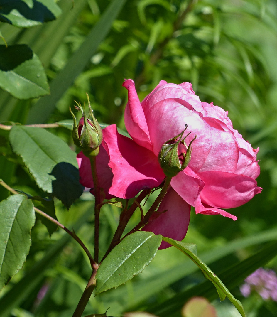 ROSENROT