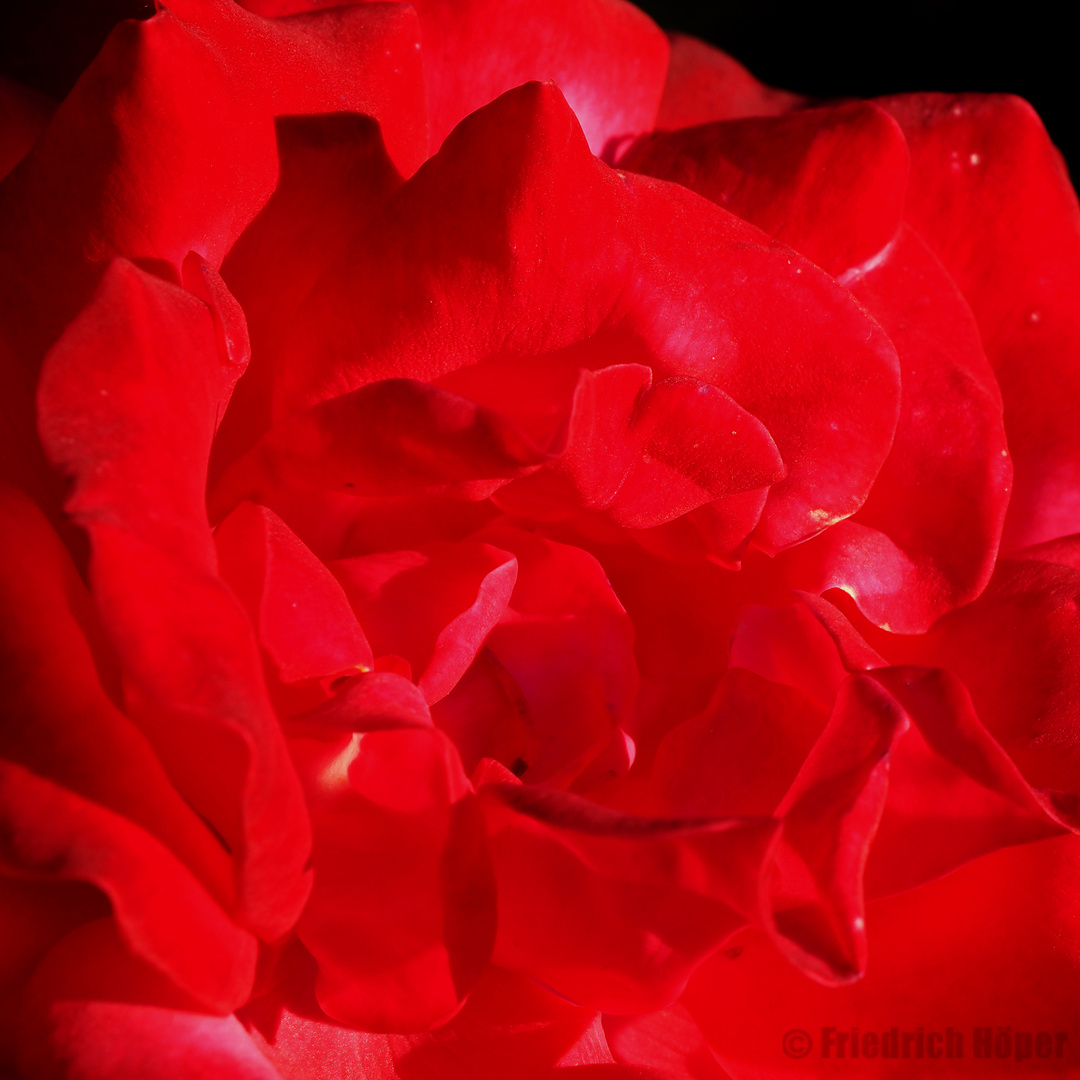 Rosenrot