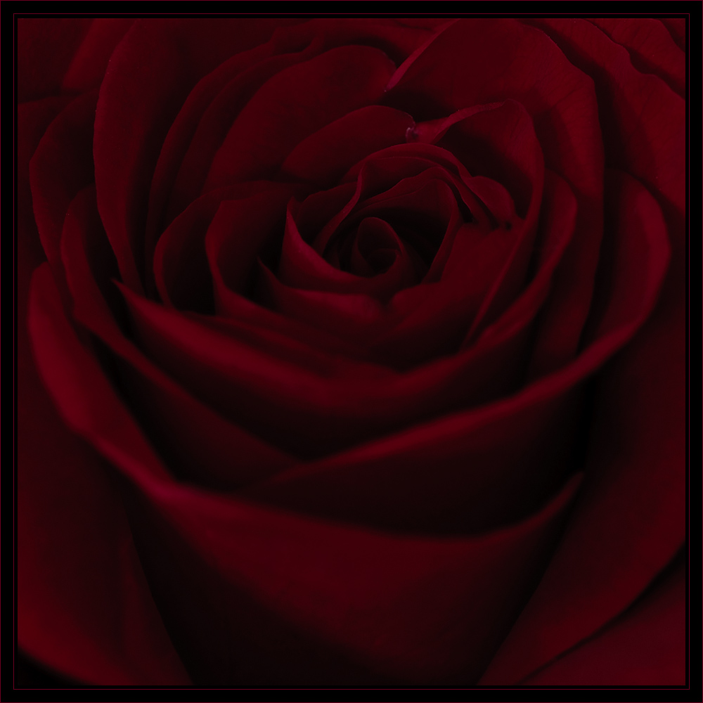 Rosenrot