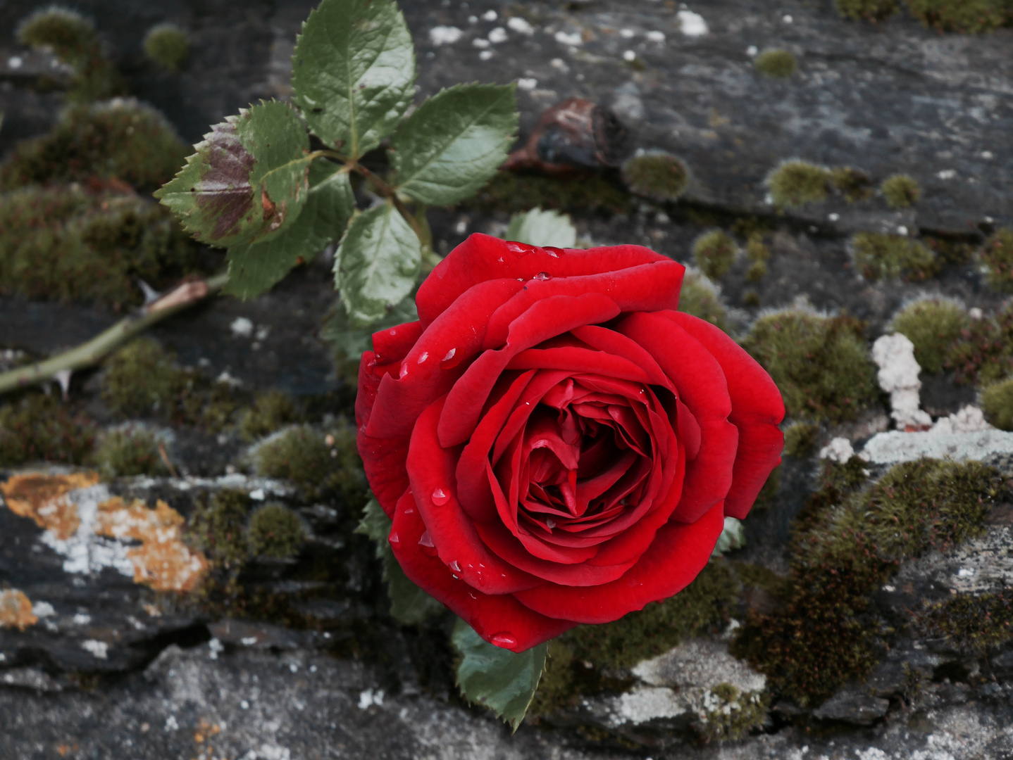 Rosenrot