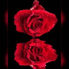 Rosenrot