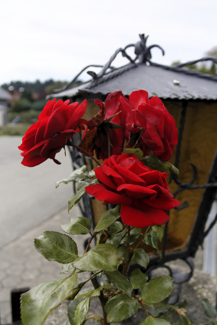 Rosenrot