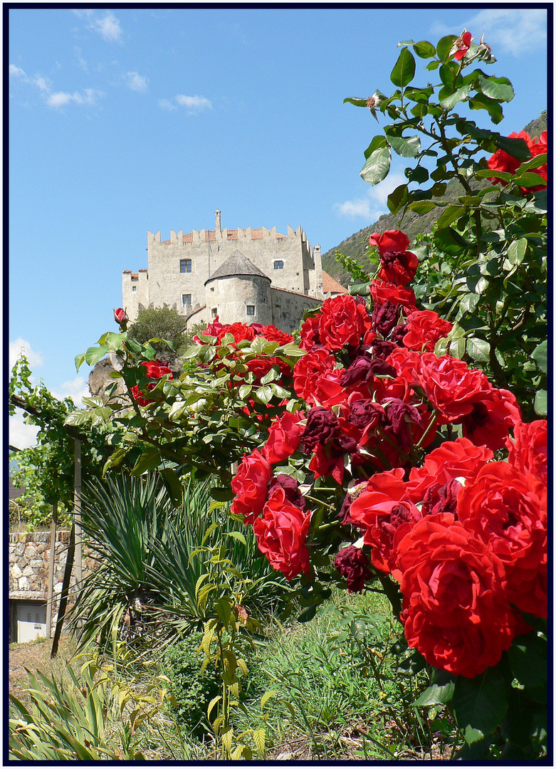 Rosenrot Kastelbell schloss // rose rosse al castello di Castelbello