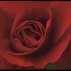 rosenrot und . . .