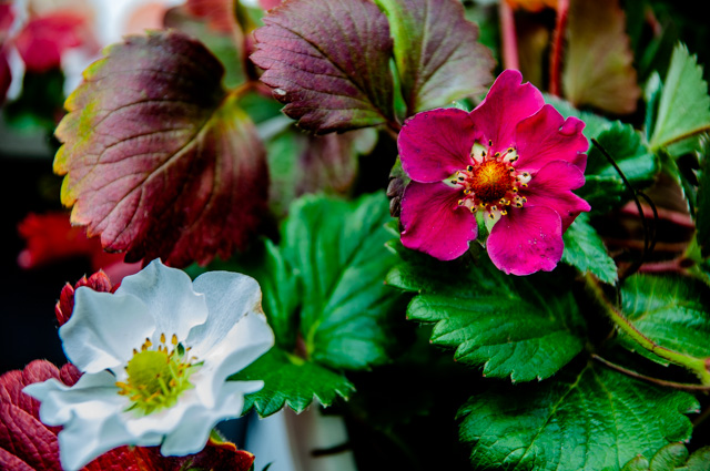 "rosenrot und schneeweiß"