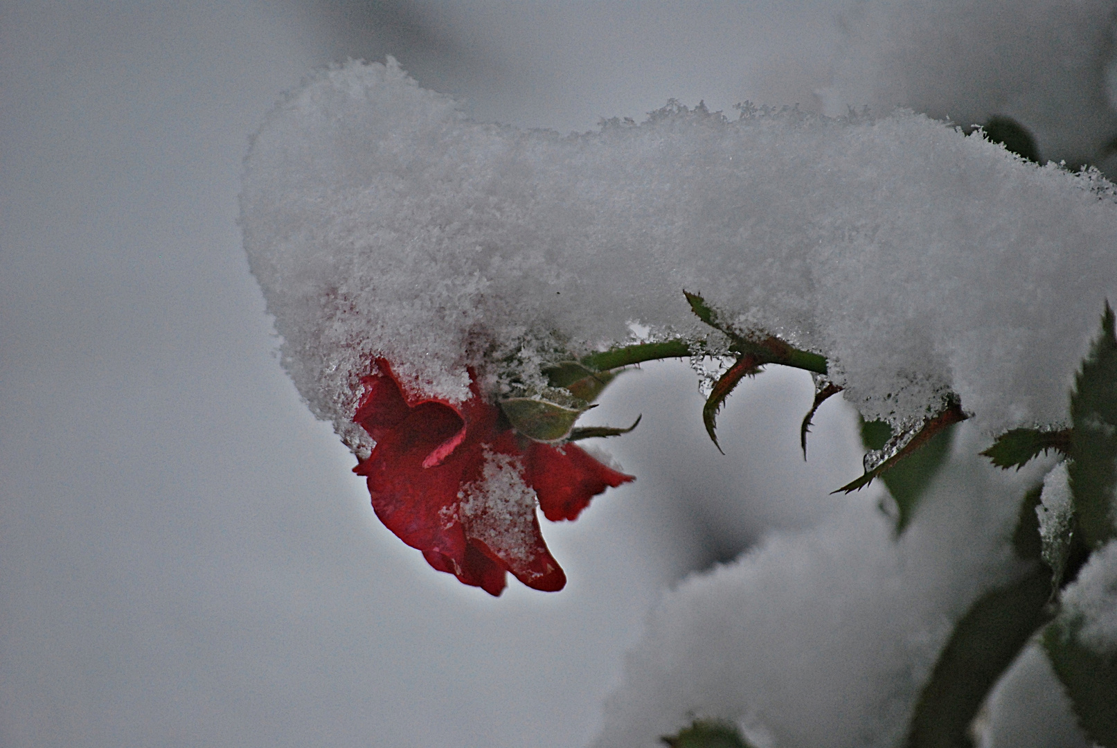 rosenrot und winterweiß...