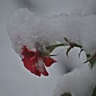 rosenrot und winterweiß...