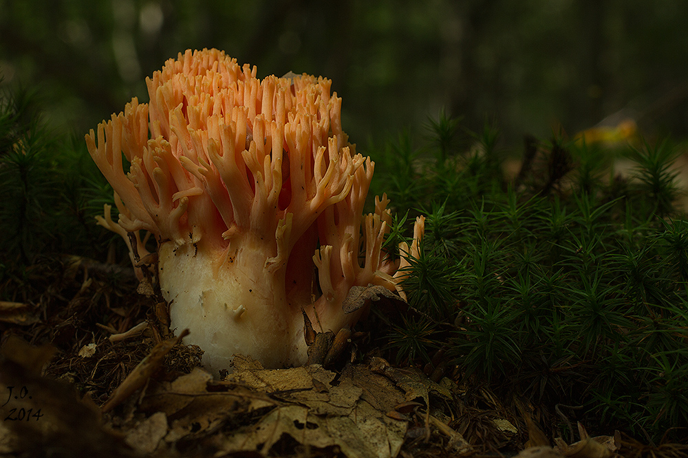 Rosenrote Koralle (Ramaria subbotrytis)