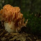 Rosenrote Koralle (Ramaria subbotrytis)