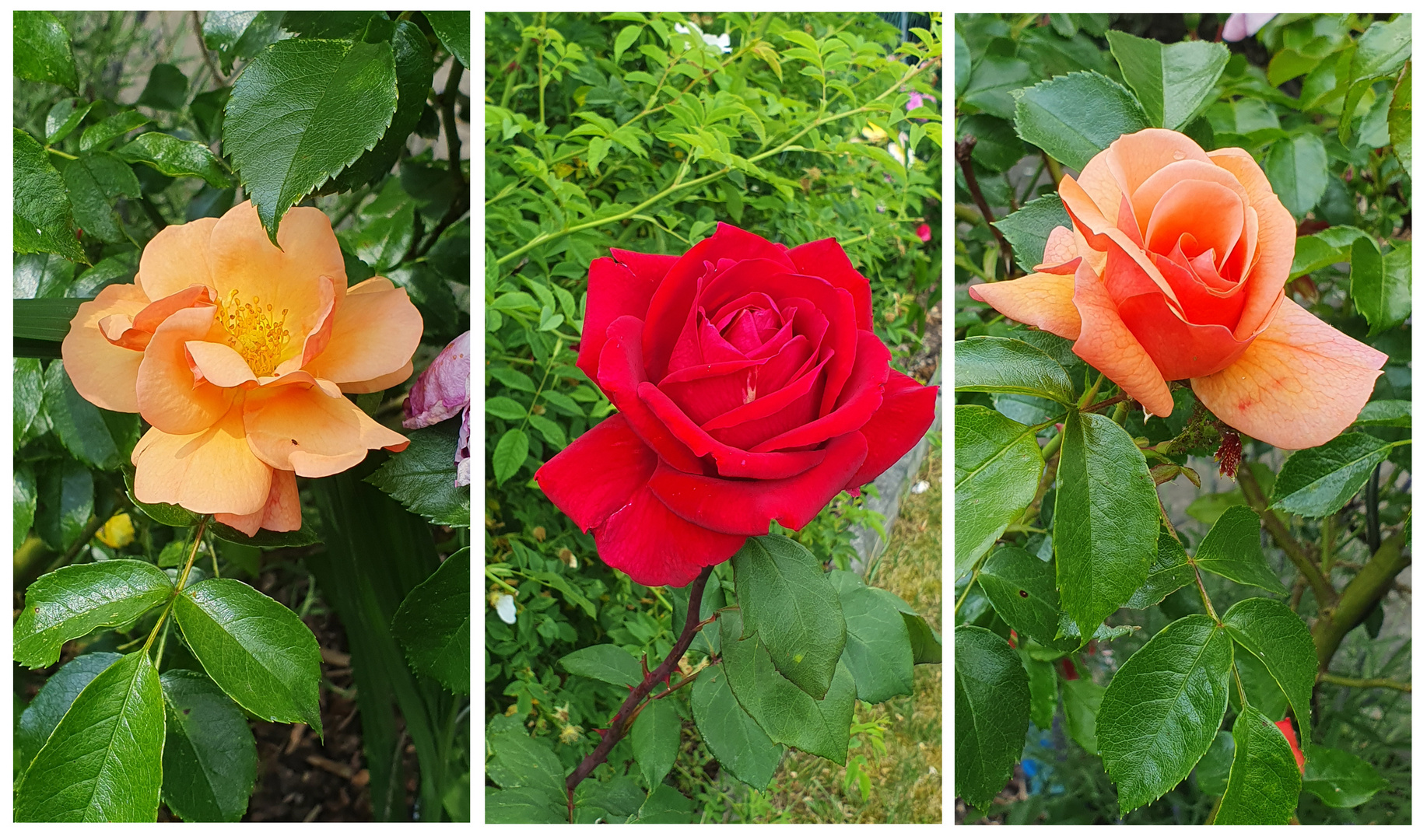 Rosenrundgang im Garten (3)