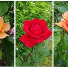 Rosenrundgang im Garten (3)