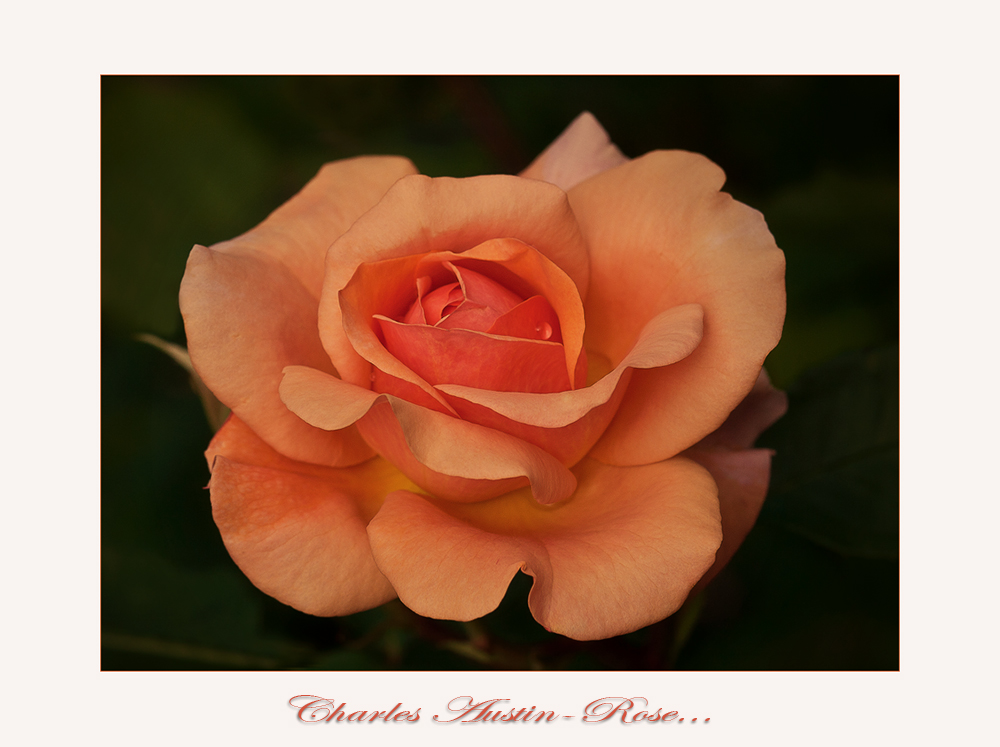 Rosensaison 2010: Charles Austin-Rose....