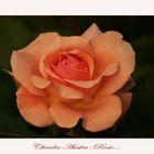 Rosensaison 2010: Charles Austin-Rose....