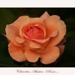 Rosensaison 2010: Charles Austin-Rose....