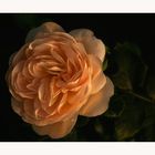 Rosensaison 2010.... - Englische Rose in spätem Licht...