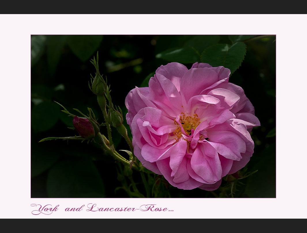 Rosensaison 2010: Rosa Damascena - York and Lancaster ....