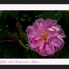 Rosensaison 2010: Rosa Damascena - York and Lancaster ....