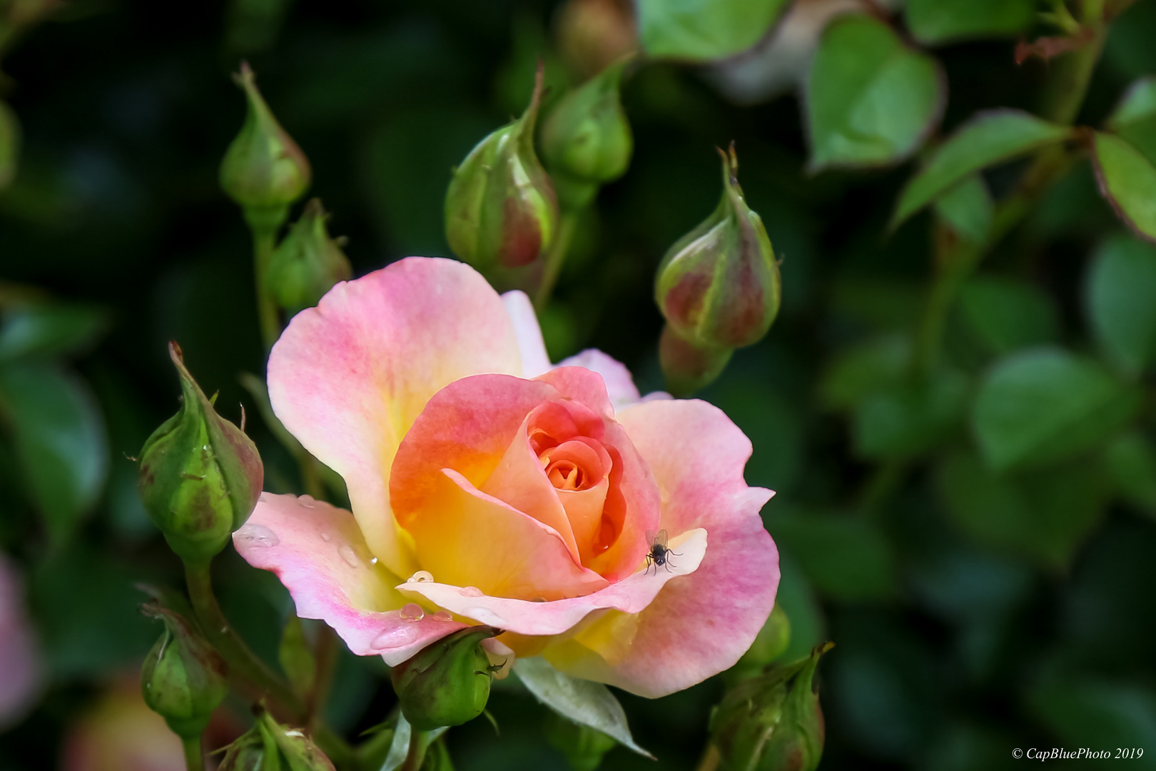 Rosenschau im Beutig Baden-Baden 2019