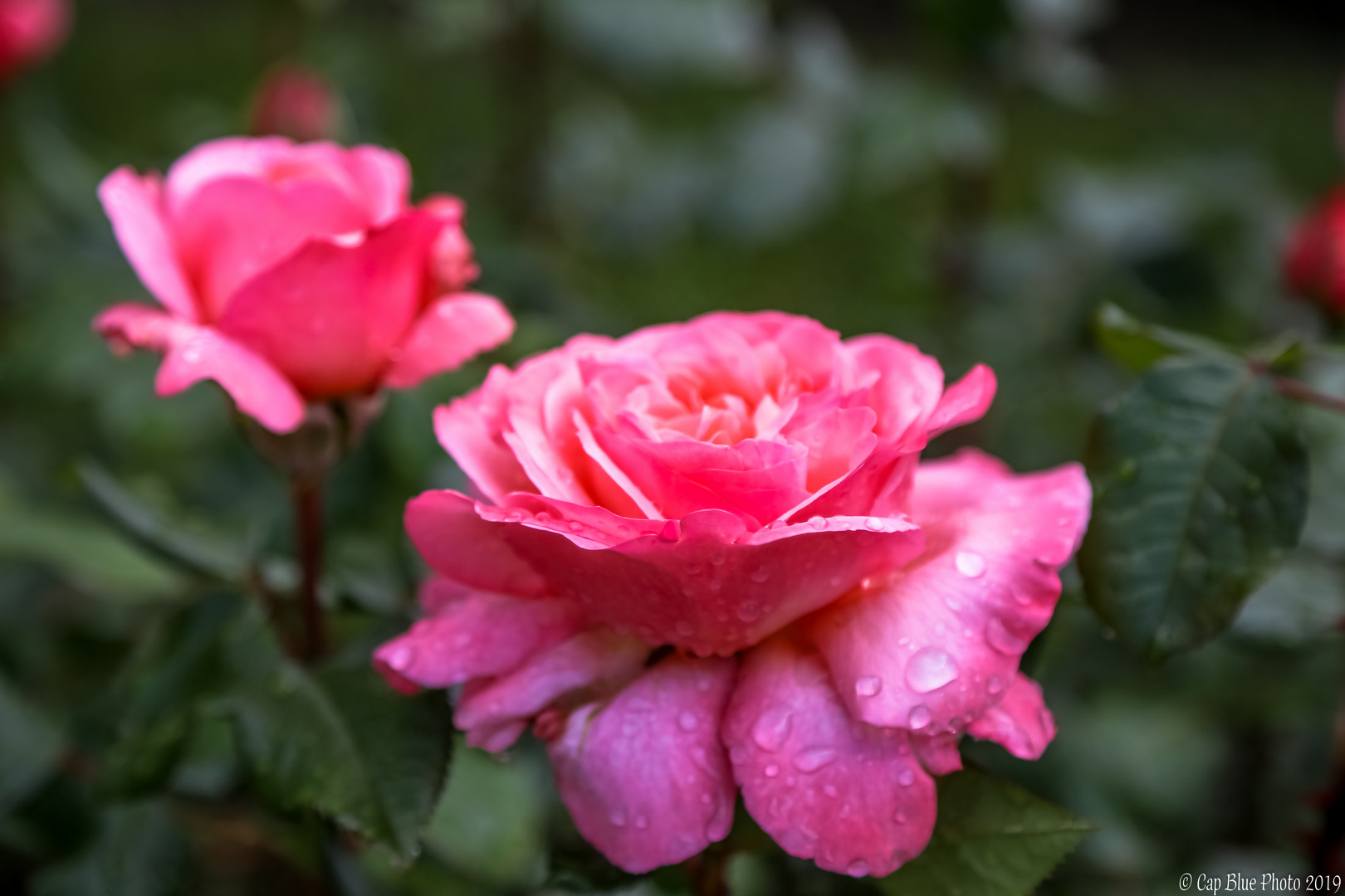 Rosenschau im Beutig Baden-Baden Juni 2019