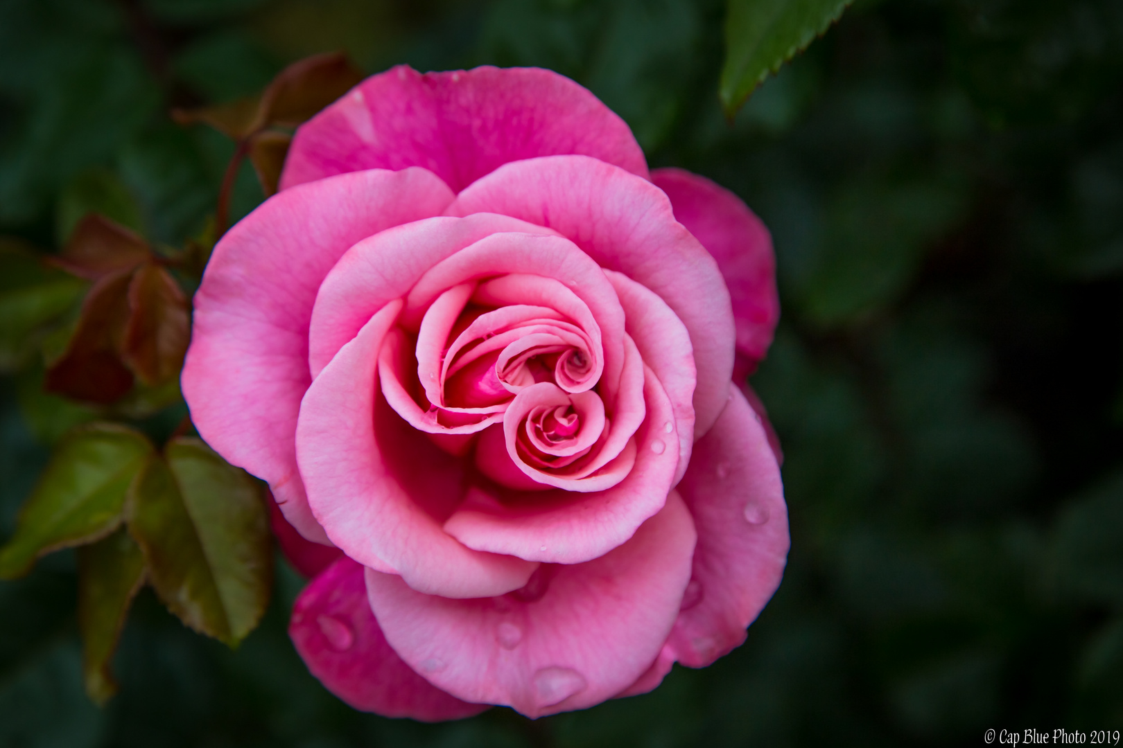 Rosenschau im Beutig Baden-Baden Juni 2019