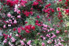 Rosensinfonie