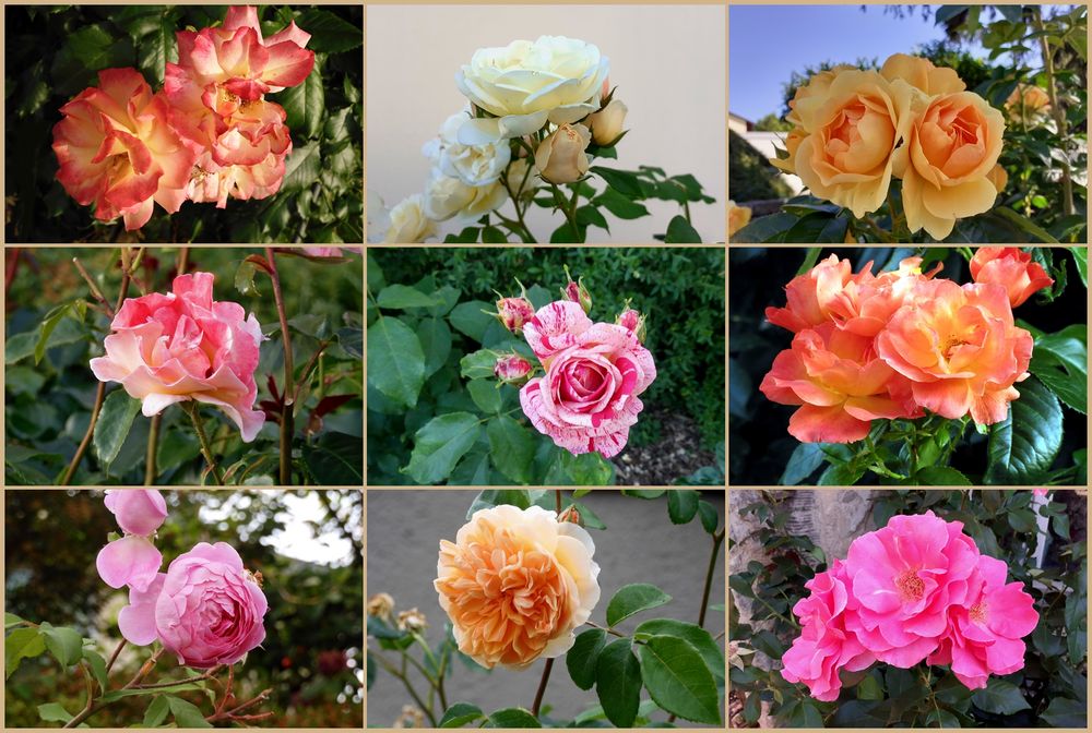 Rosensorten Bilder: Entdecke die Schönheit der Rosen in deinen eigenen Zeichnungen!