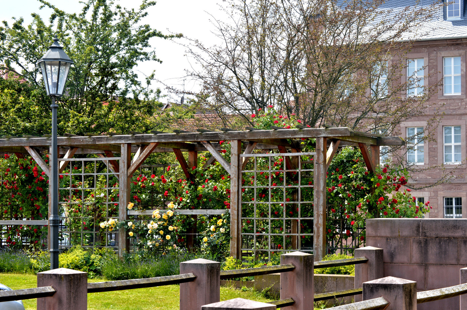 Rosenspalier am Barockgarten in Heilbad Heiligenstadt Foto & Bild