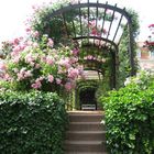 Rosenspalier im Park der Dornburger Schlösser