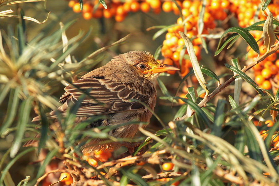 Rosenstar ( Sturnus roseus )