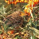 Rosenstar ( Sturnus roseus )