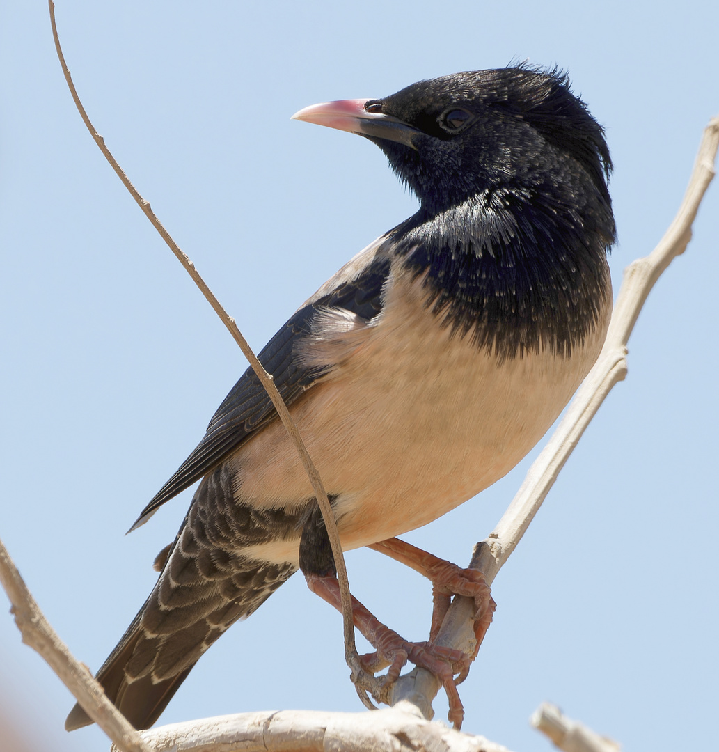 Rosenstar – Wüstenvogel mit Federschopf