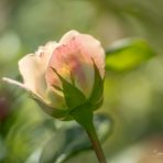 Rosenstolz