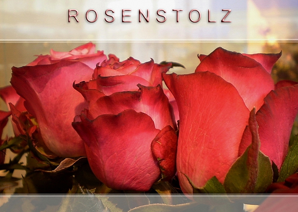 ROSENSTOLZ