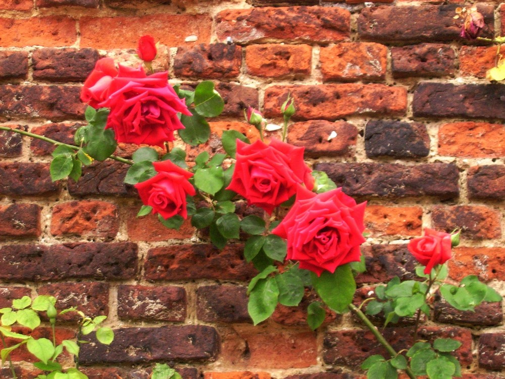 Rosenstrauch im Schlossgarten von Hampton Court Palace