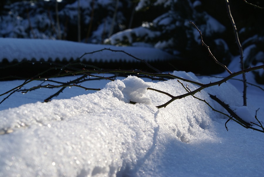 Rosenstrauch im Schnee