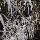 Rosenstrauch im Winterschlaf