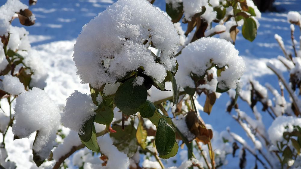 Rosenstrauch mit Schneemütze