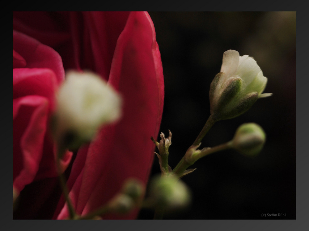 Rosenstrauss mit kleiner Blüte