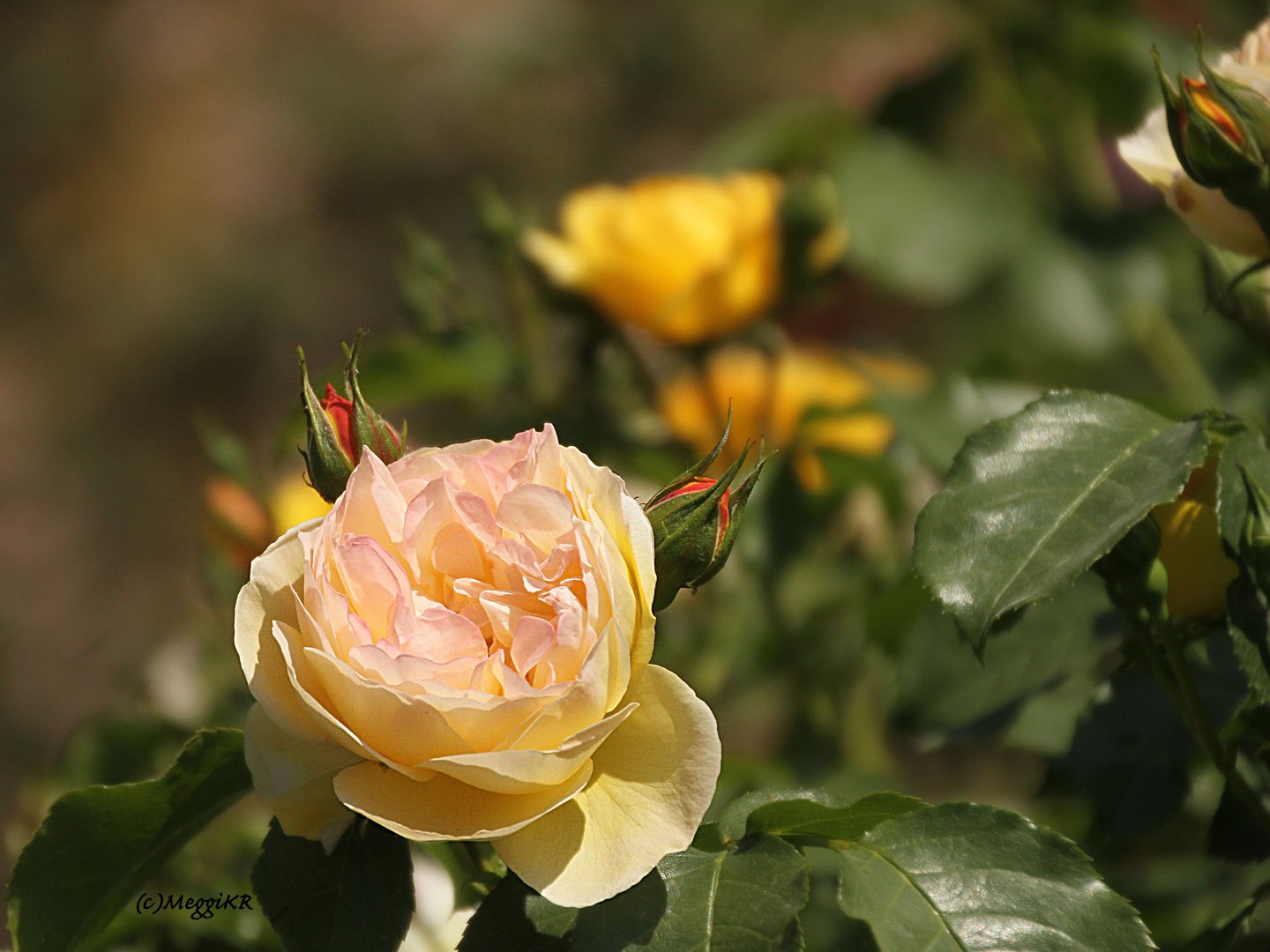 Rosentage Eltville am Rhein