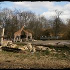 Rosental Leipzig mit Blick in den Zoo