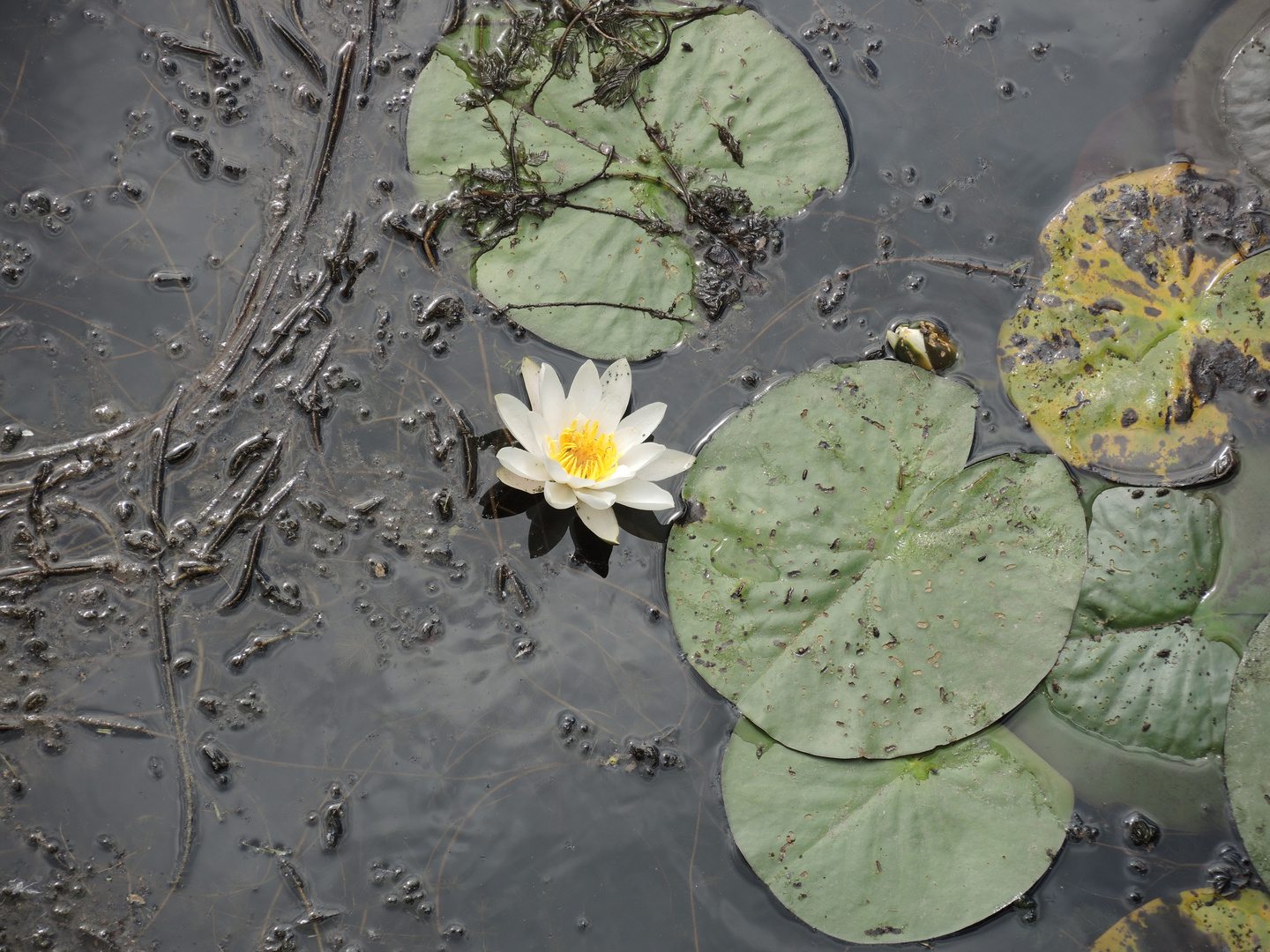 Rosenteich am Wasserschloss