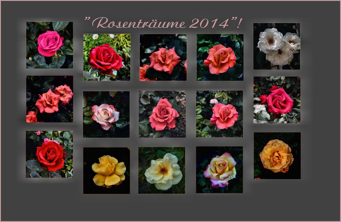 ......" Rosenträume 2014...."!