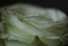 Rosenträume