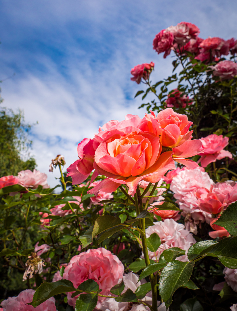 Rosenträume - die Erinnerungen an ein sehr schönes Gartenjahr