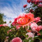 Rosenträume - die Erinnerungen an ein sehr schönes Gartenjahr