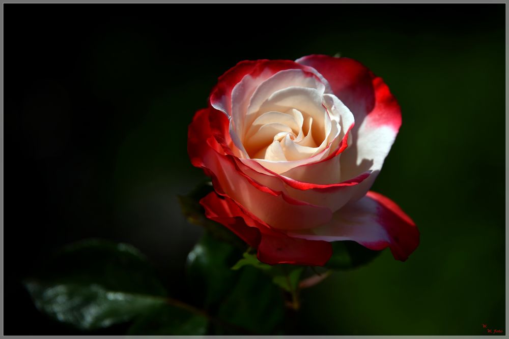 Rosentraum Foto & Bild blumen, pflanzen, rosen Bilder auf