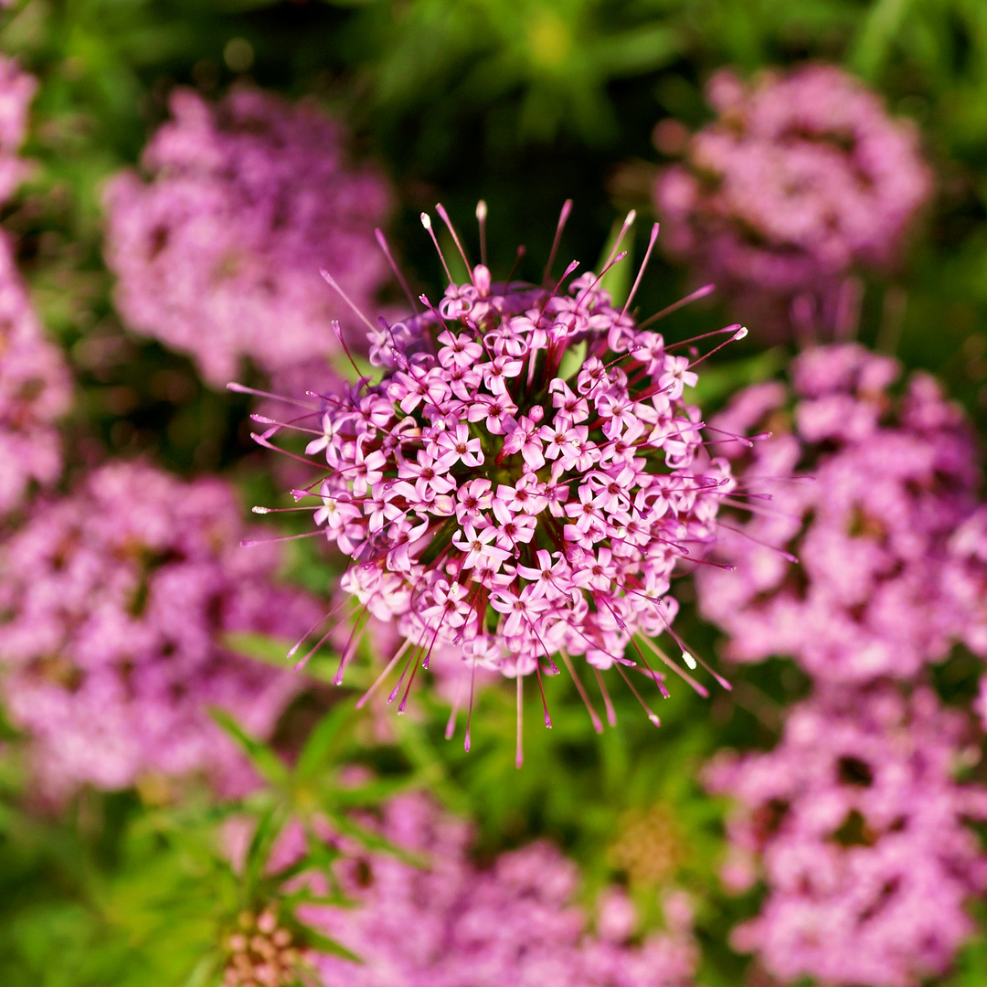 Rosenwaldmeister, Scheinwaldmeister