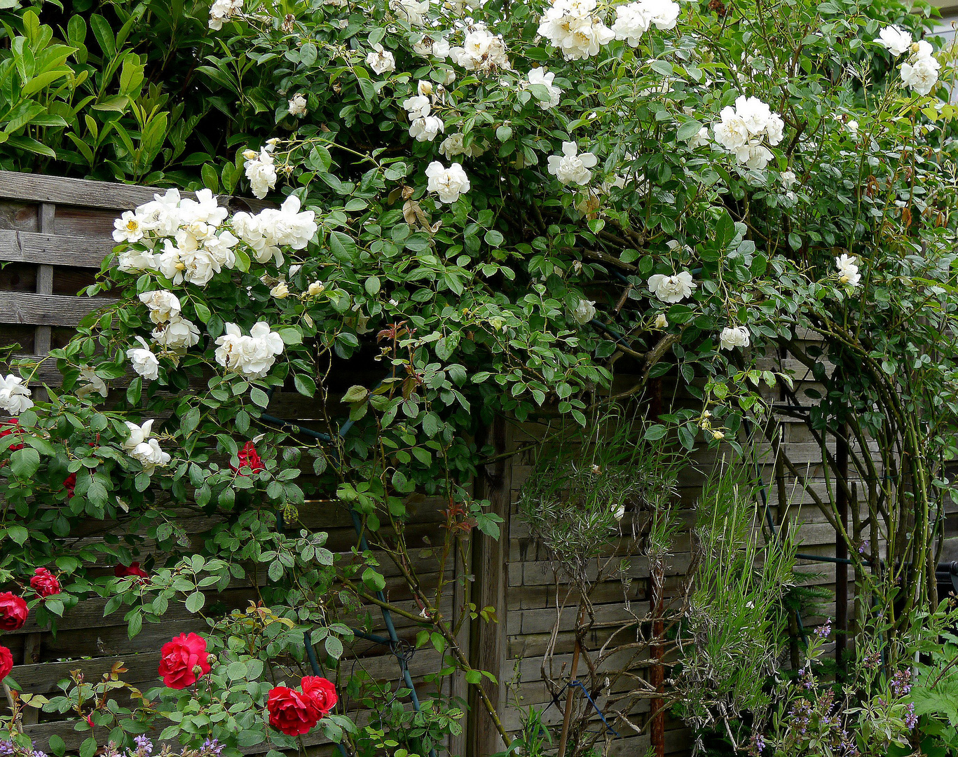 Rosenwand in Hedwigs Garten