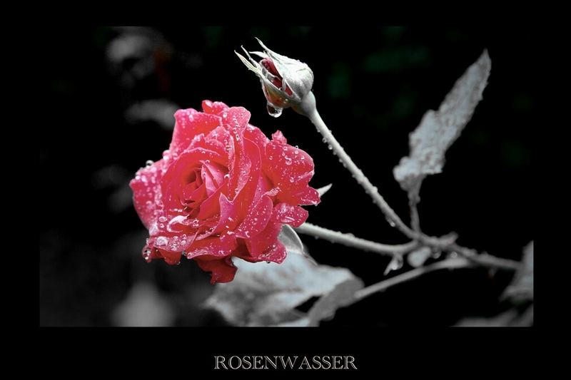 Rosenwasser