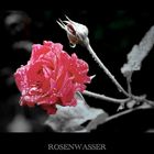 Rosenwasser